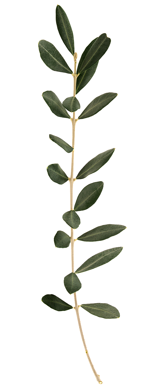 Olive tree twig with leaves isolated on white background